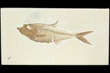 Fossil Fish (Diplomystus) - Green River Formation #122728-1